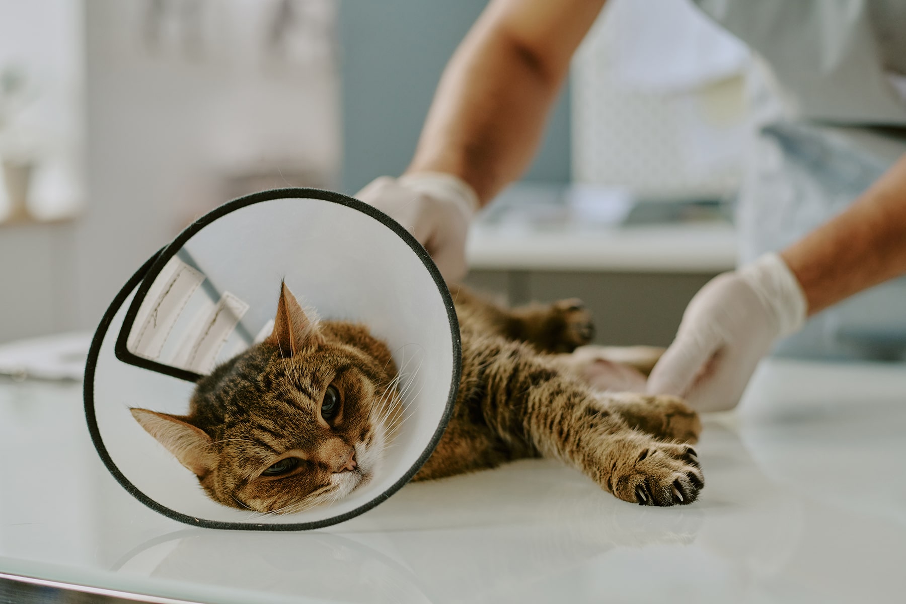 Cat c-section vet in Danielsville, GA