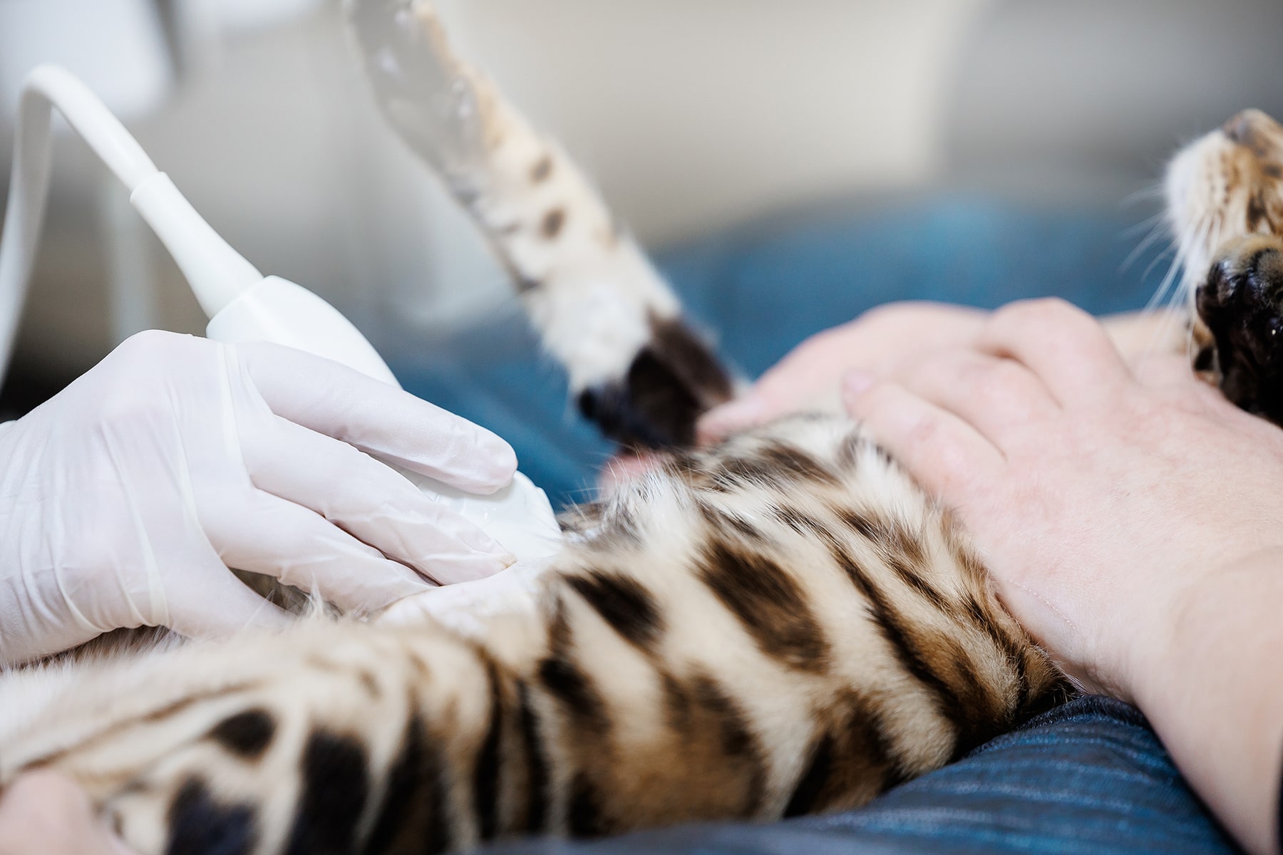 Cat ultrasound test in Danielsville, GA
