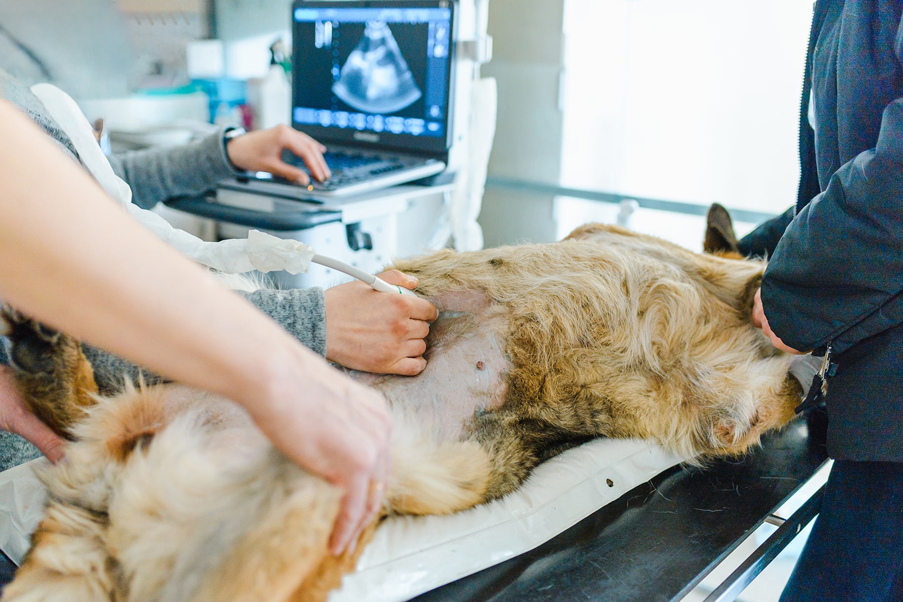 Dog ultrasonography in Danielsville, GA