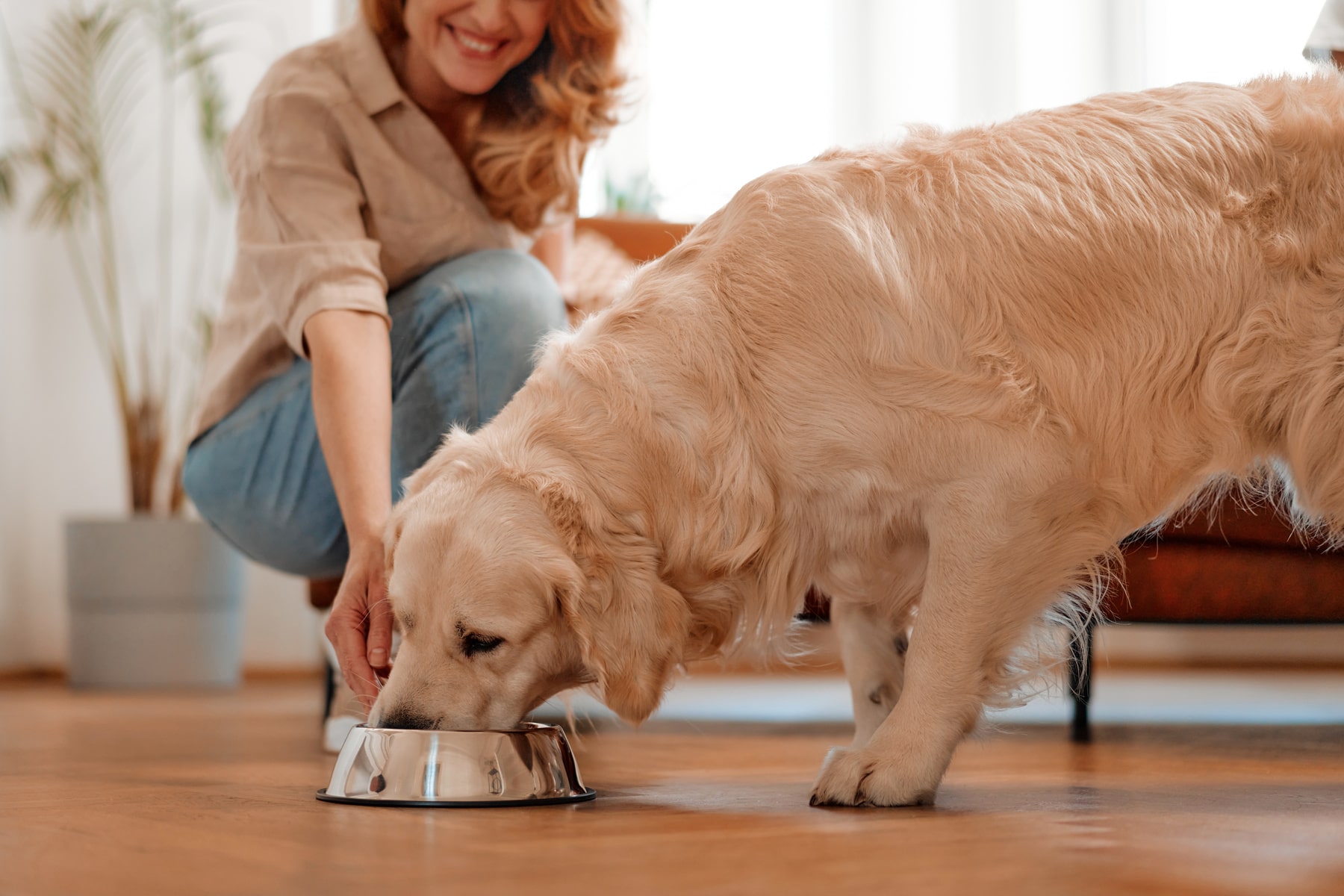 Nutritional counseling for pets in Danielsville GA from Ila Veterinary Clinic