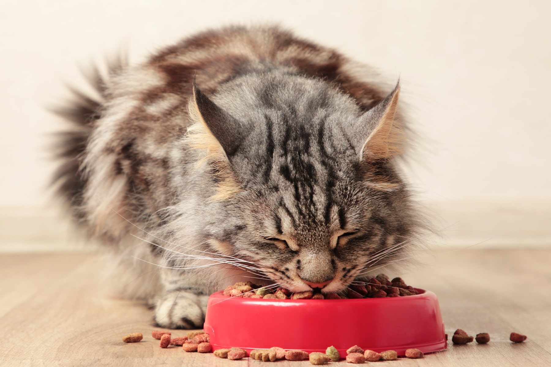 Veterinary nutritional counseling for pets in Danielsville GA from Ila Veterinary Clinic