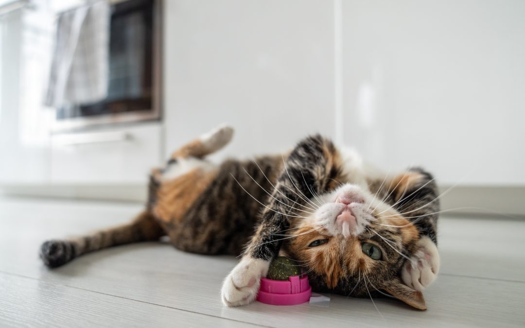 What Are the Key Cat Behavior Red Flags and What Do They Reveal About Health?