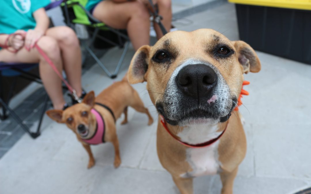 What Should Pet Owners Do When Adopting a New Pet?