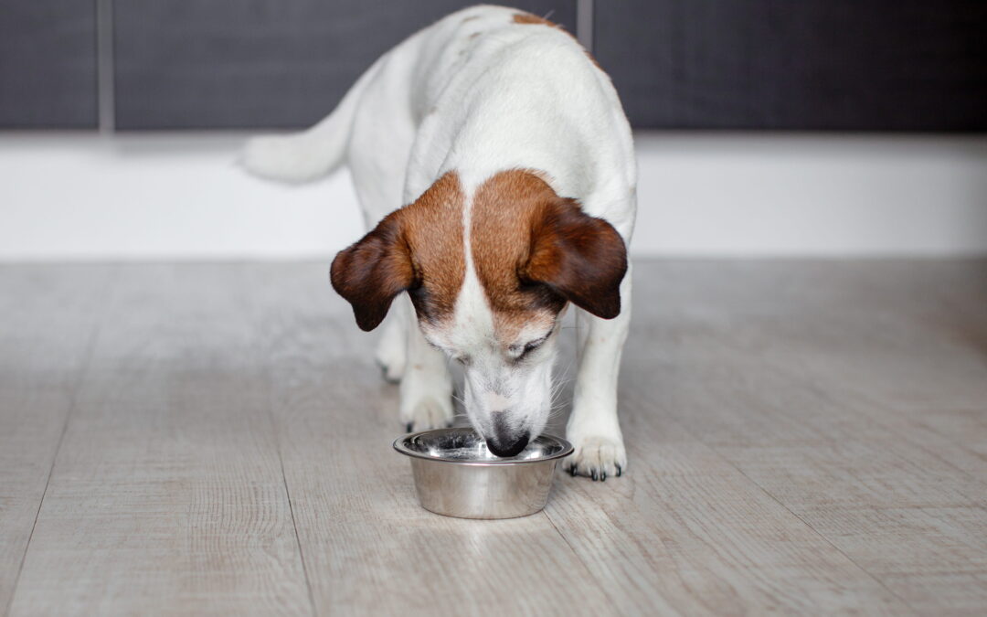 How Does Nutrition Impact Long-Term Pet Health and Lifespan?