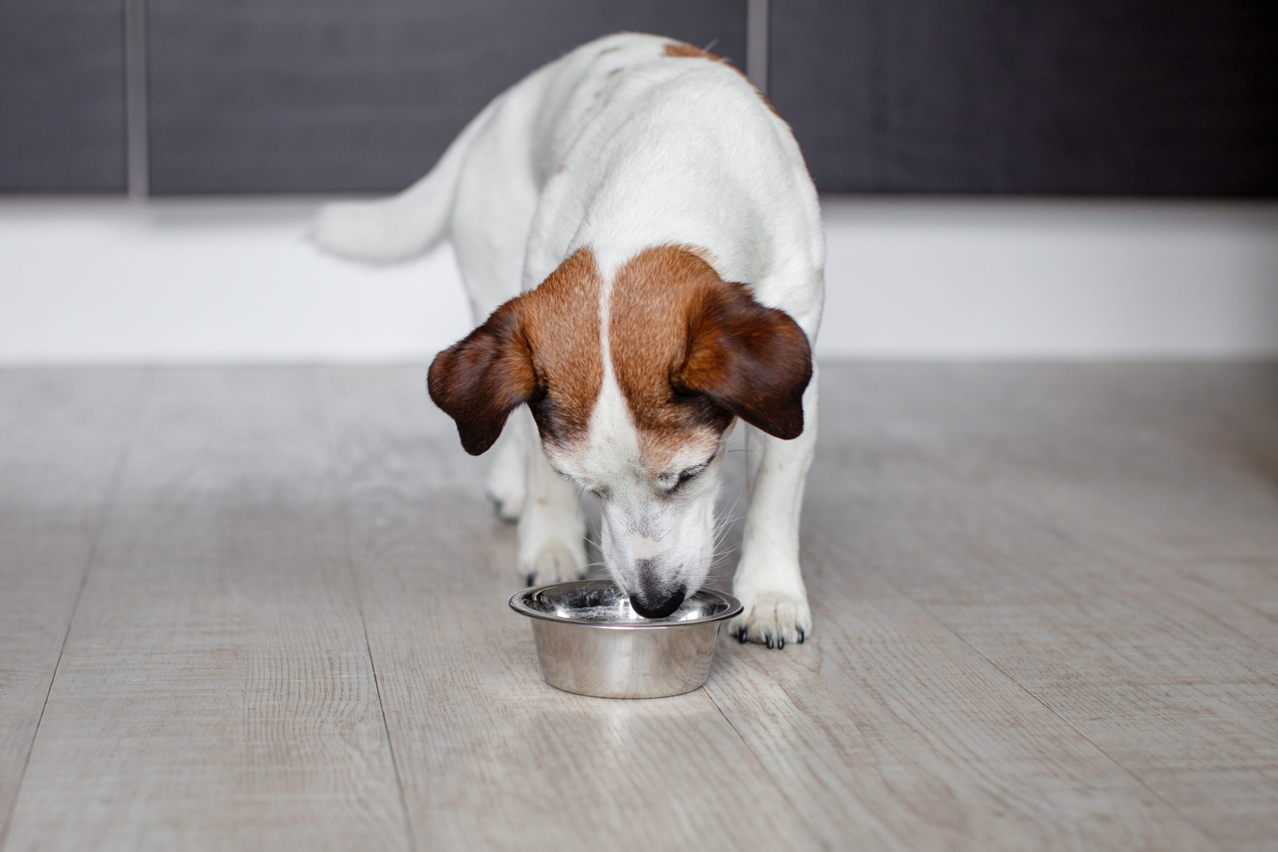 Vet nutrition plan in Danielsville, GA